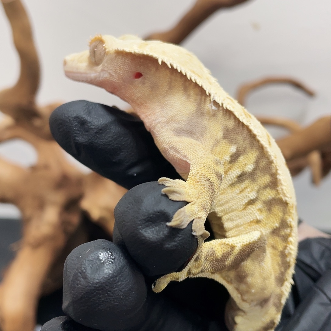 睫角守宫2025121（16）蛤蟆睫角