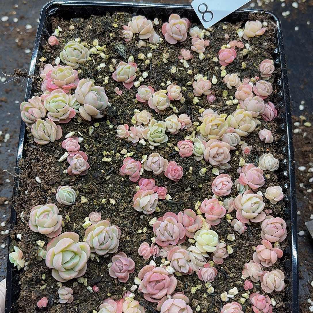 多肉植物多肉植物8