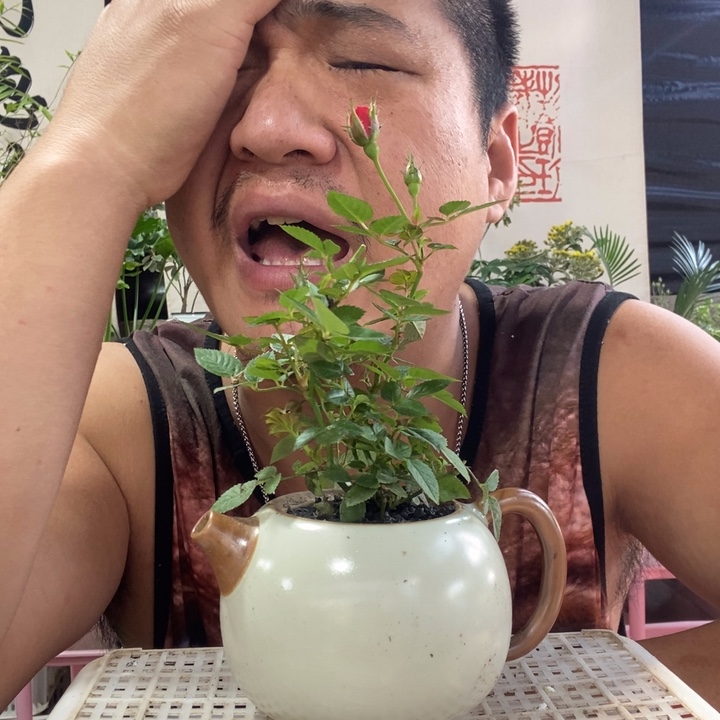 以实际为准盆景盆栽绿植32