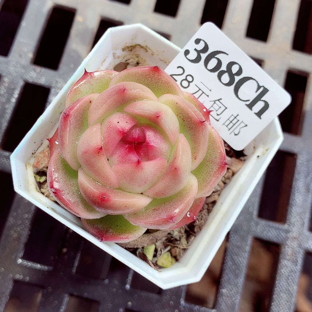 5厘米盆精控多肉368