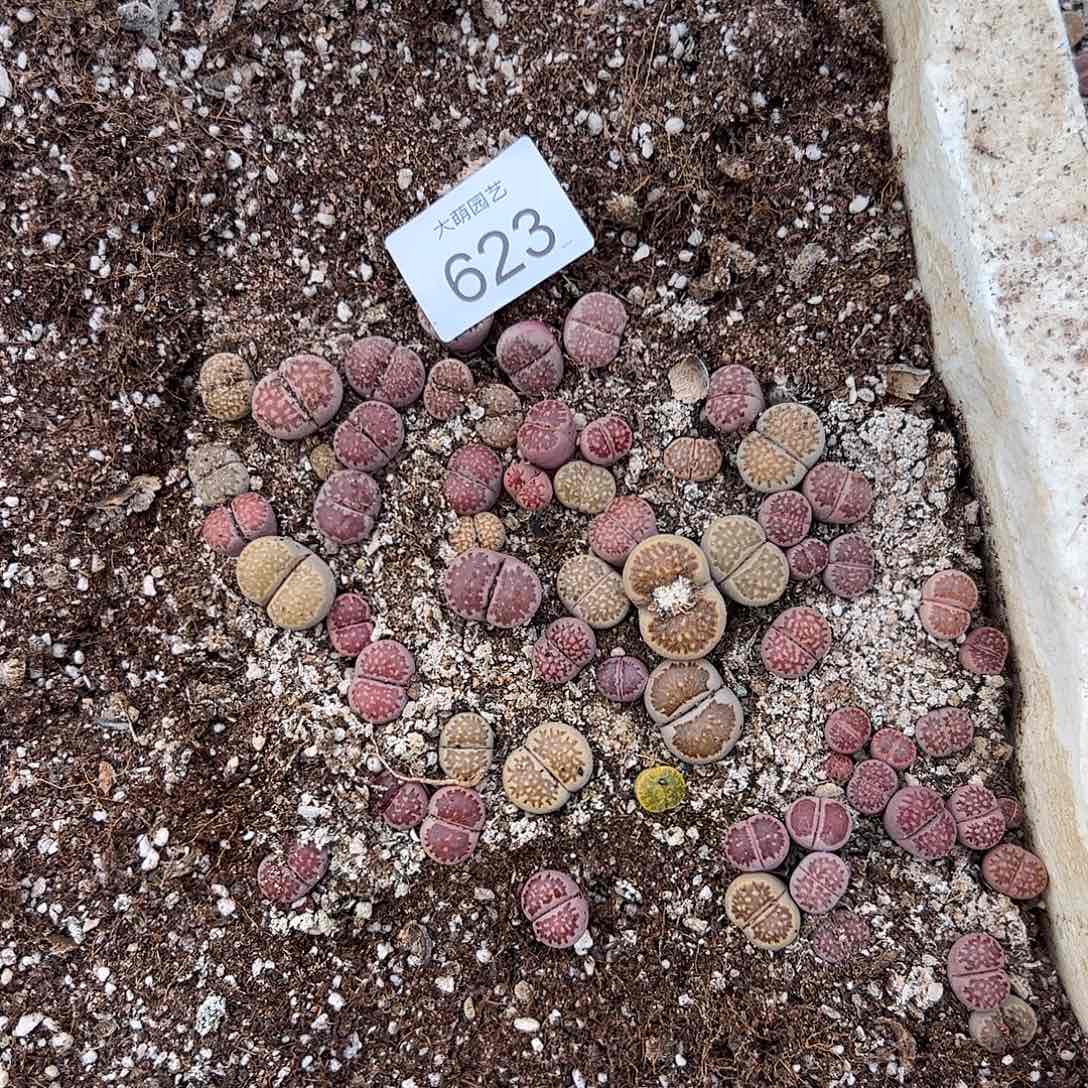 清框脱土发个别腿长有疤。   623