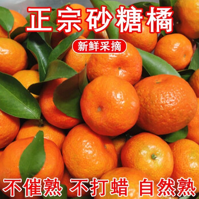 【产地直发】四川金秋砂糖橘纯甜皮薄沙糖桔小桔子柑橘新鲜现摘现发