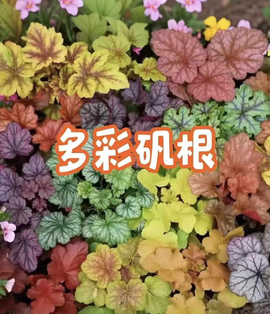 矾根盆栽花卉四季观叶庭院耐阴耐寒花园绿植易成活