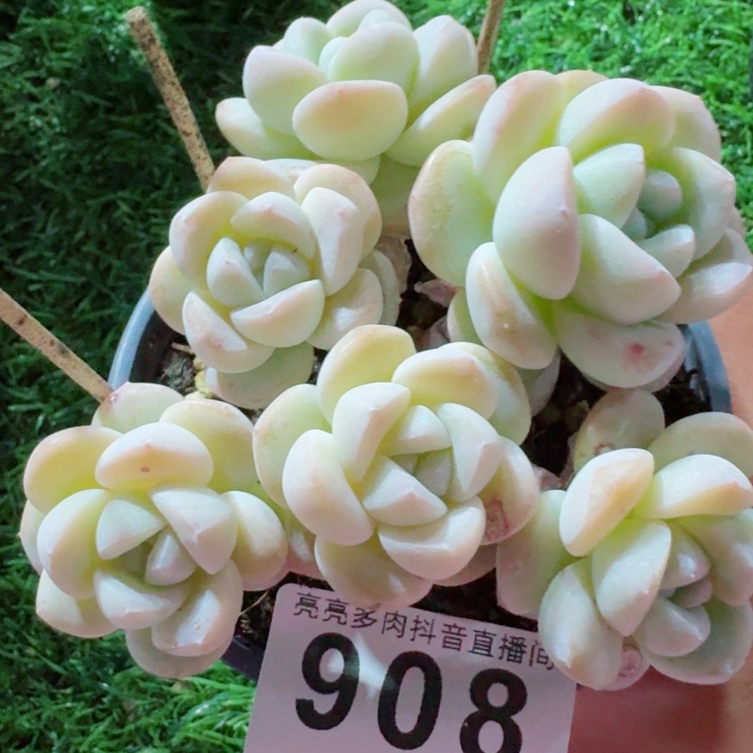 冰玉树桩六头         精品多肉