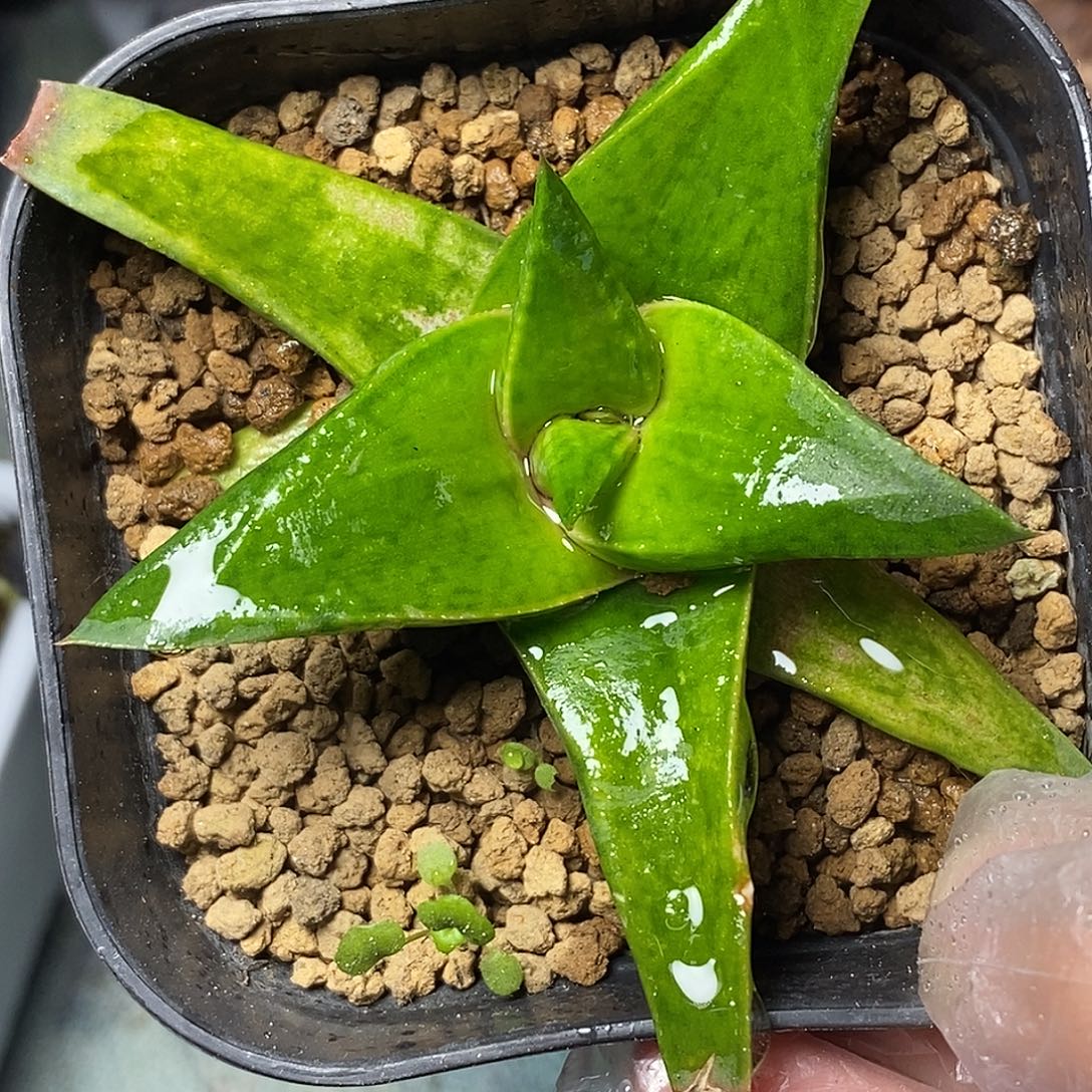 不带盆脱土裸根发货（实生）有伤