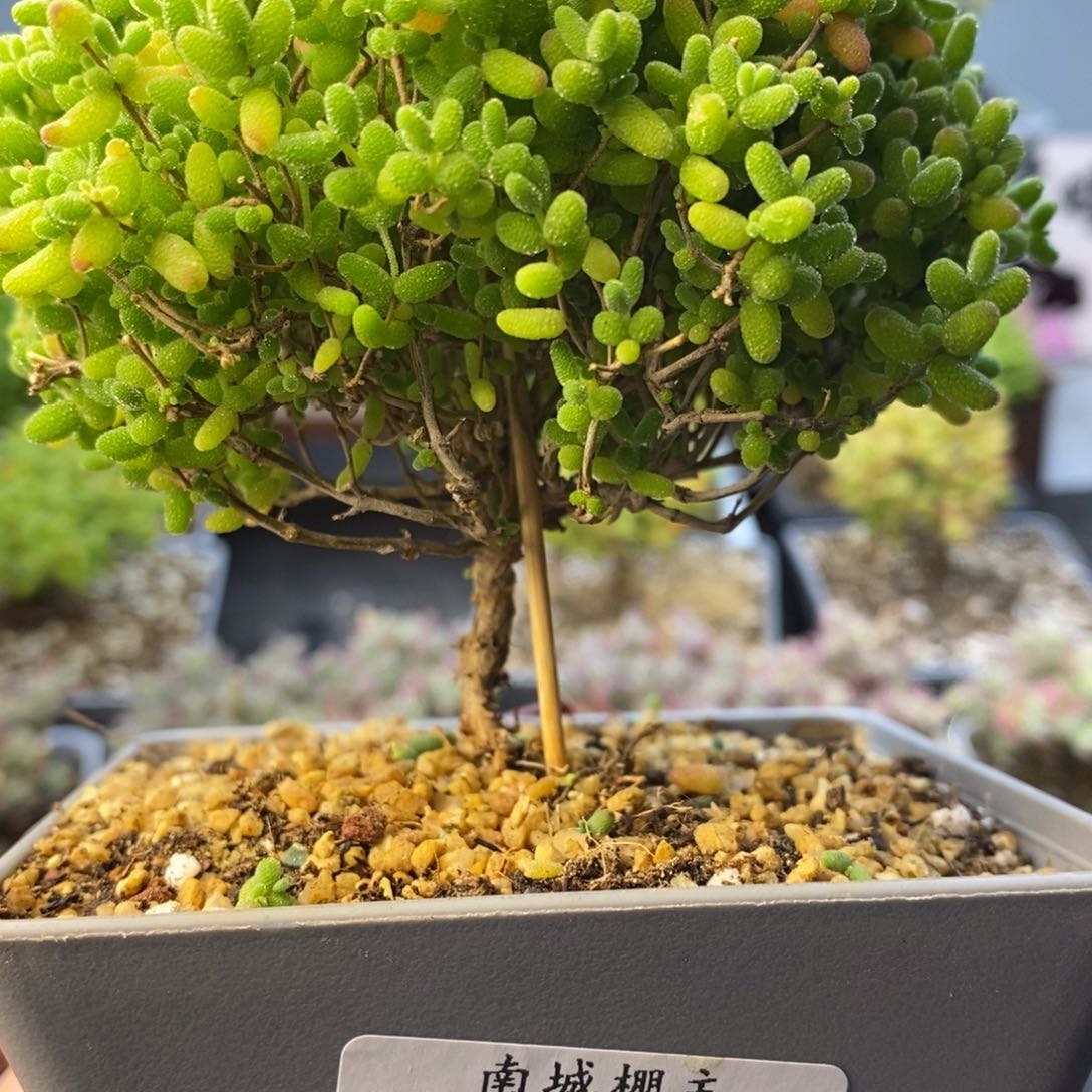 733蜜橘枝干多肉