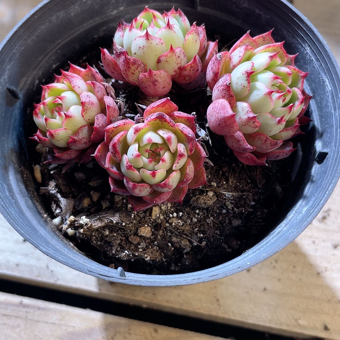 1113  魔焰  六月六