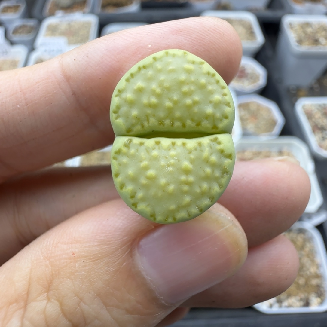 244饼干生石花清框福利
