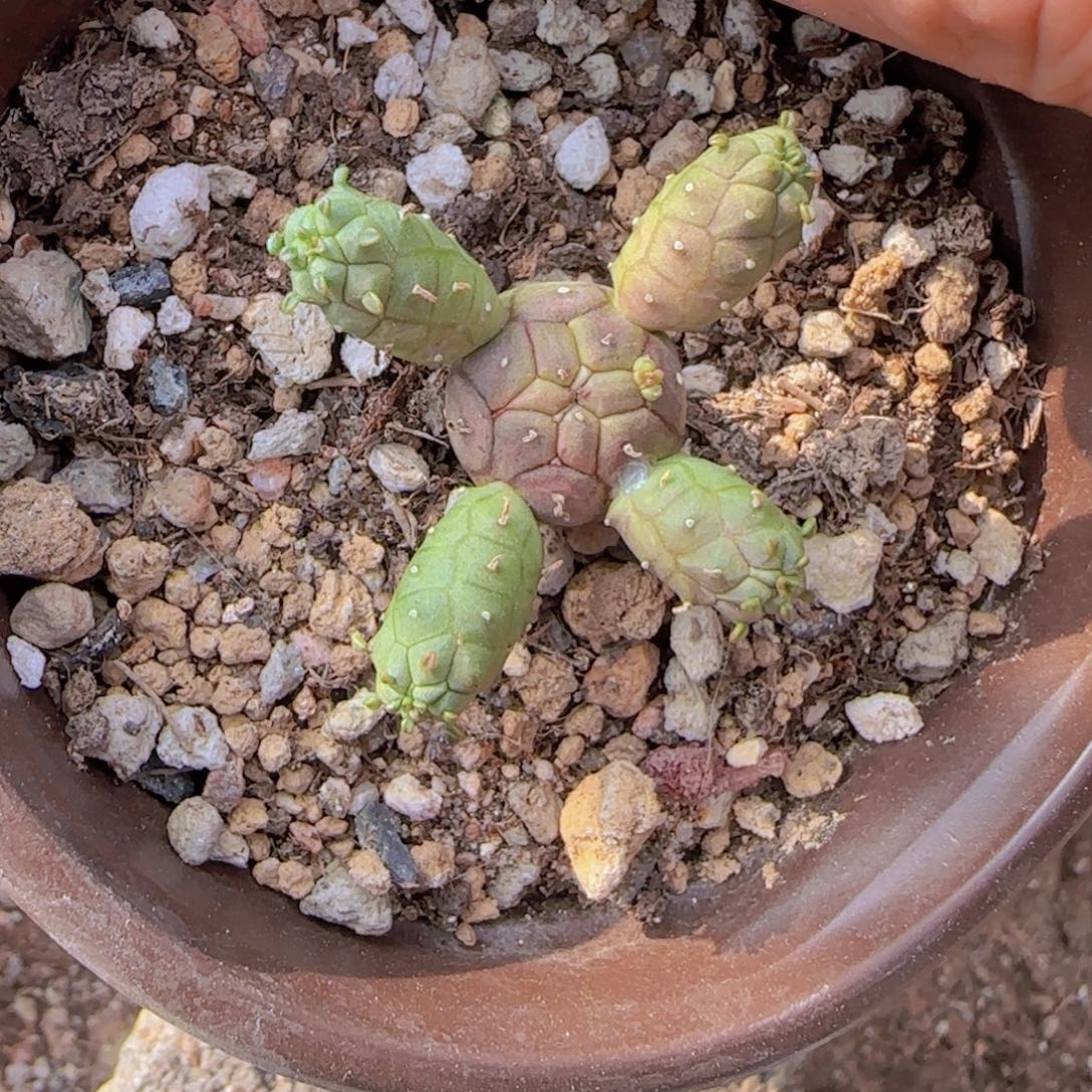 M***n块根植物块根植物