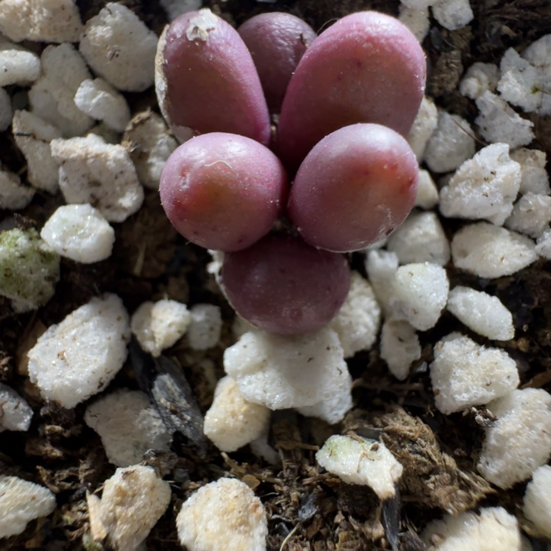 2121。紫葡萄一群。