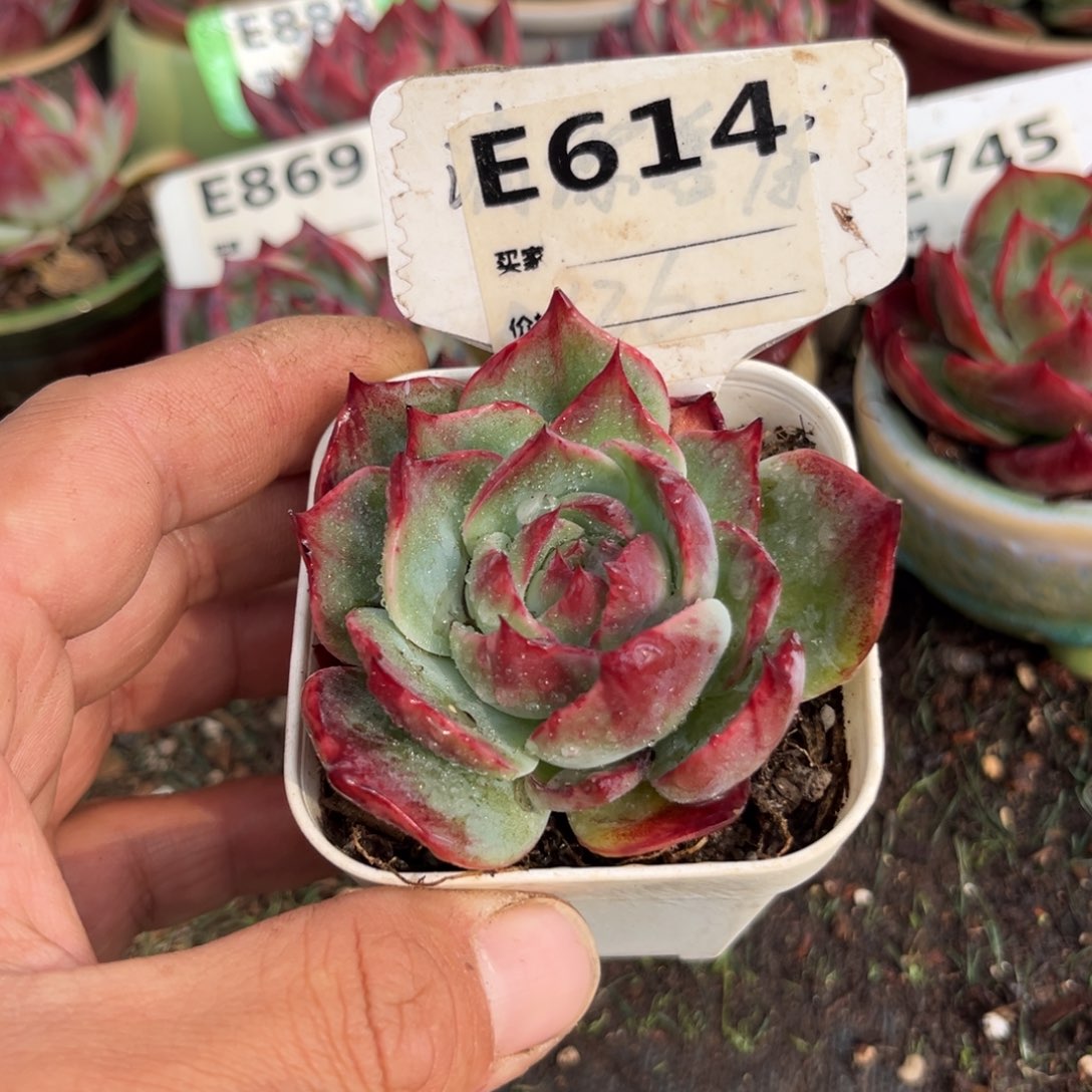 惊鸿一瞥614号多肉