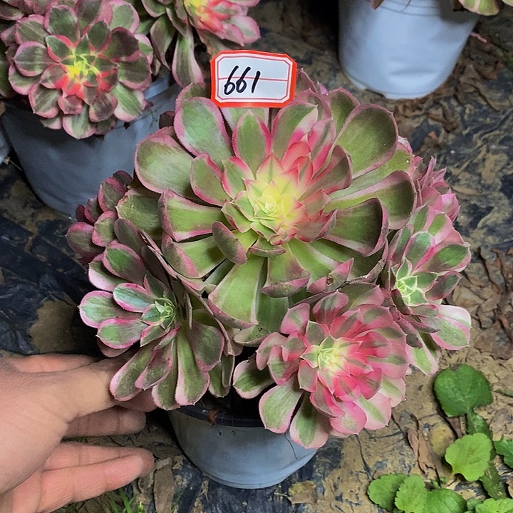 玉芙蓉老桩捧花661号