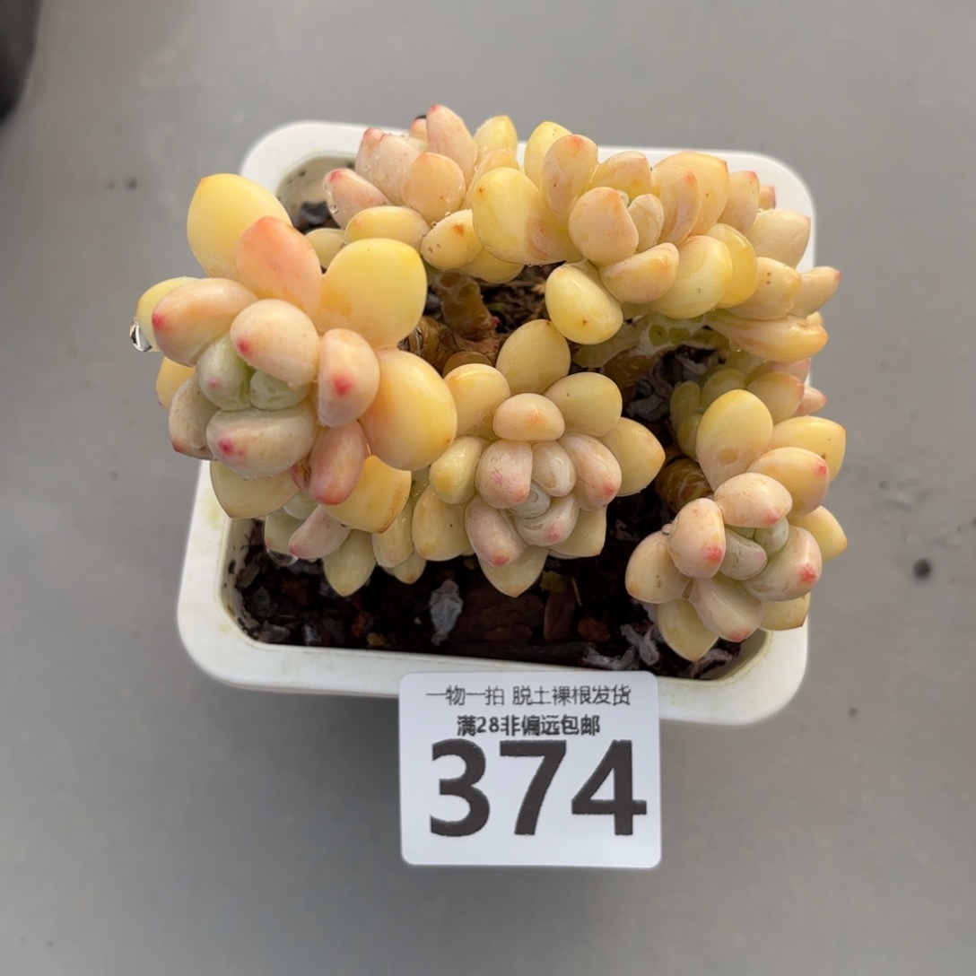 樱花罗绮老桩无盆土发货