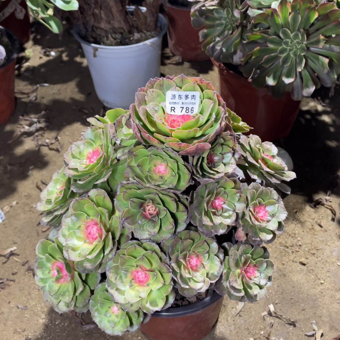 786红太阳多肉法师断枝不包