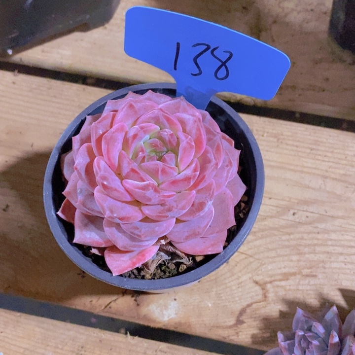 在家里面吃饭的吗