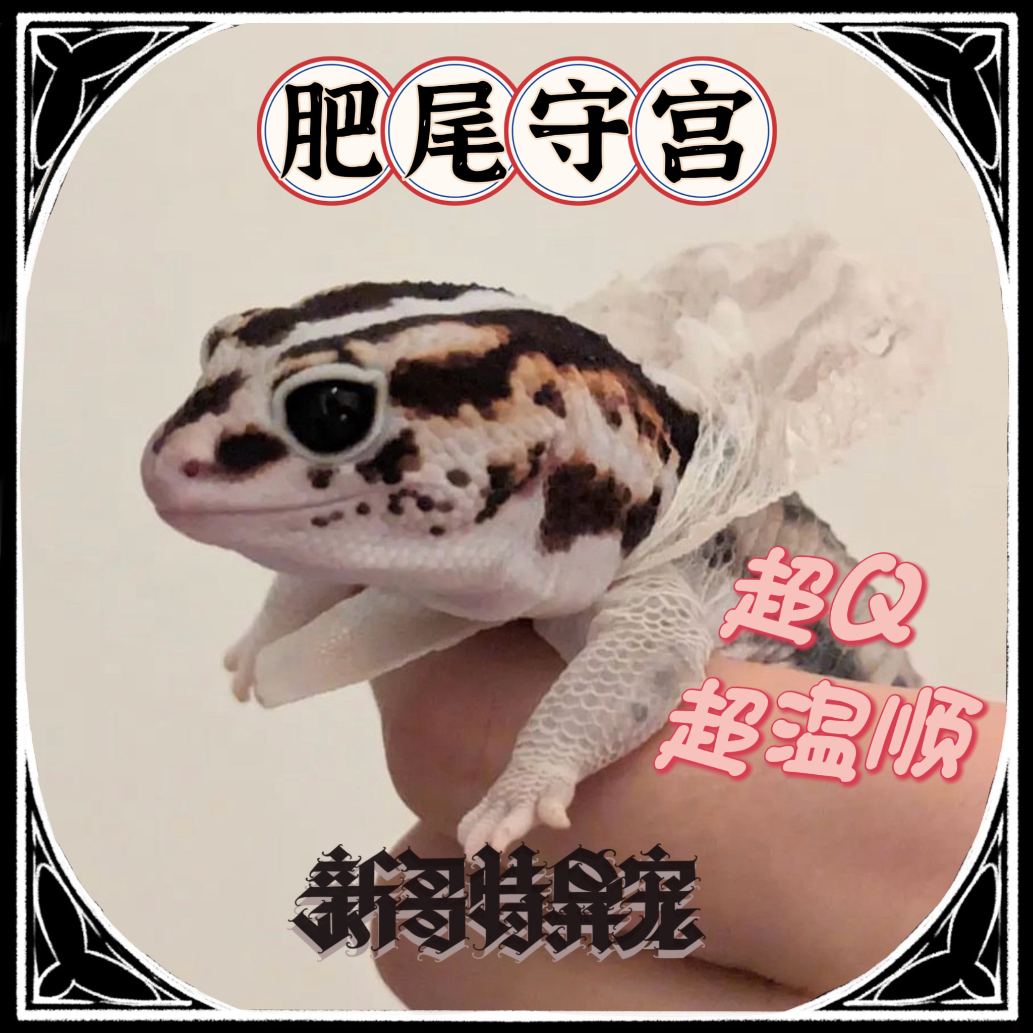 爬宠活体肥尾守宫
