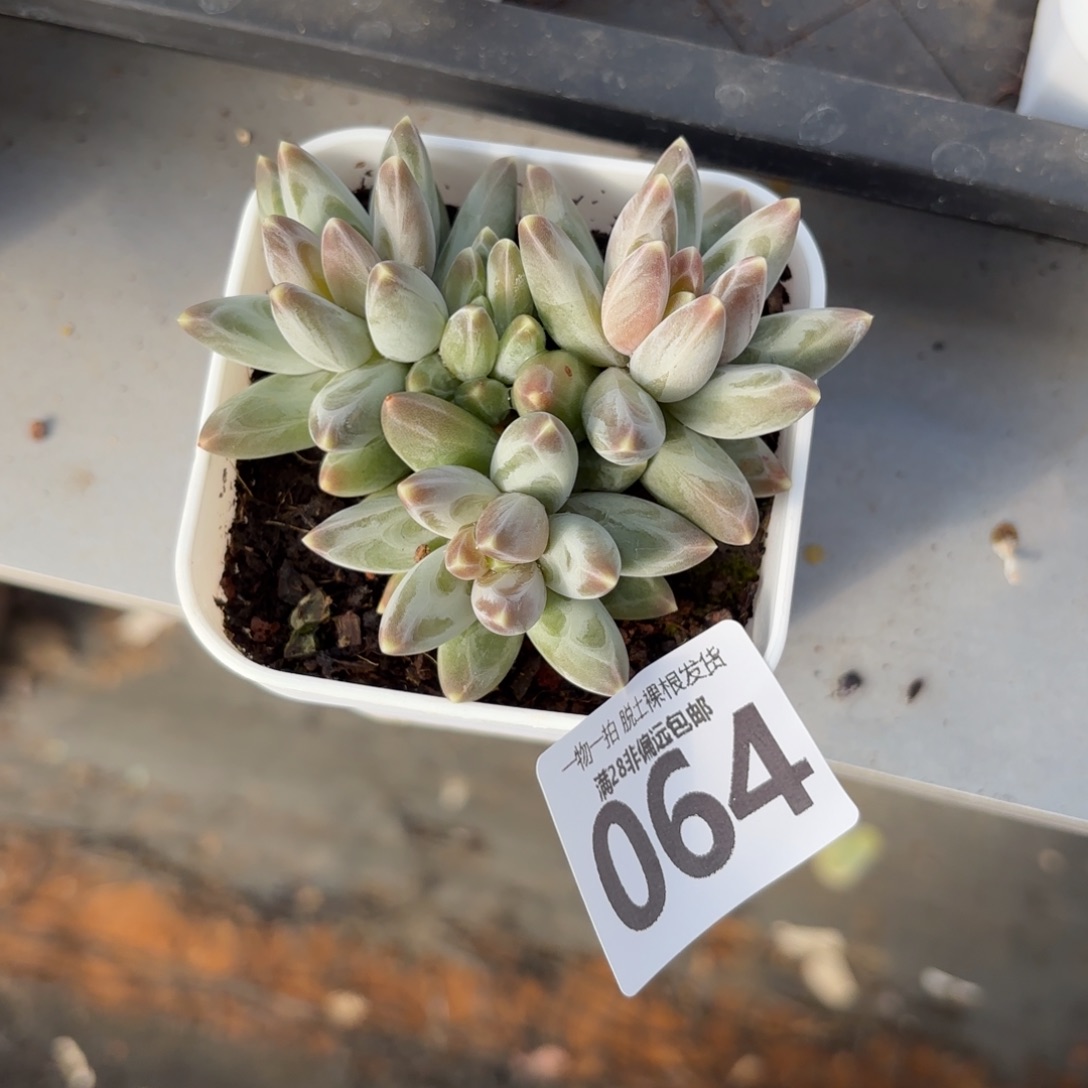 乌拉克拉无盆土发货