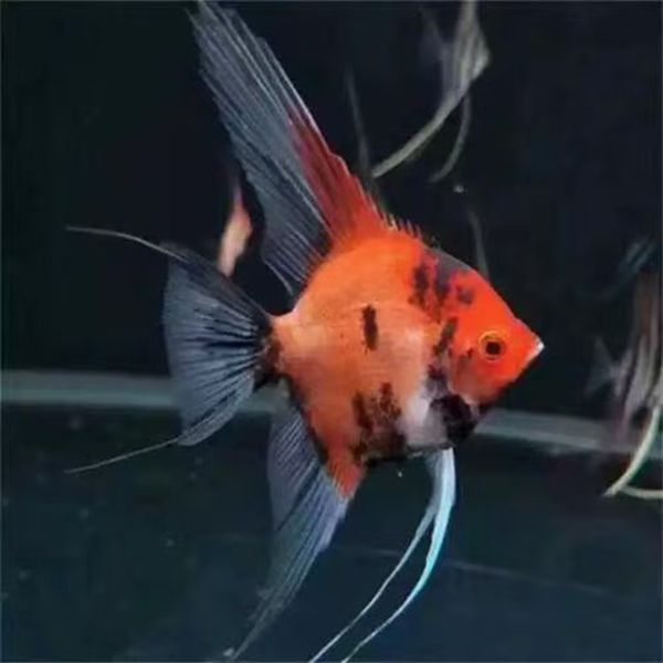 大红袍神仙燕子淡水耐活适合新手的热带观赏鱼可配龙缸溪流草缸