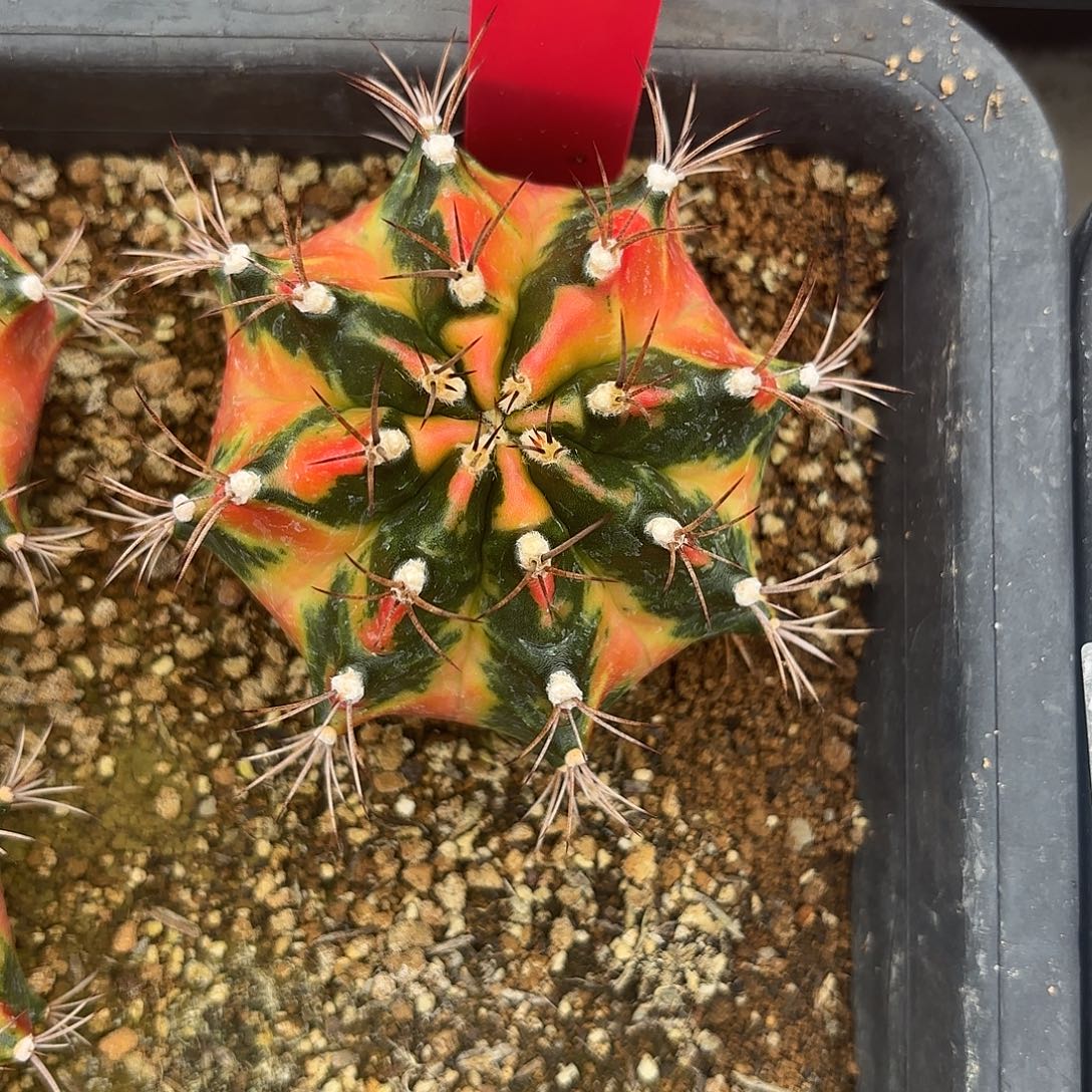 62-0914泰国发货多肉