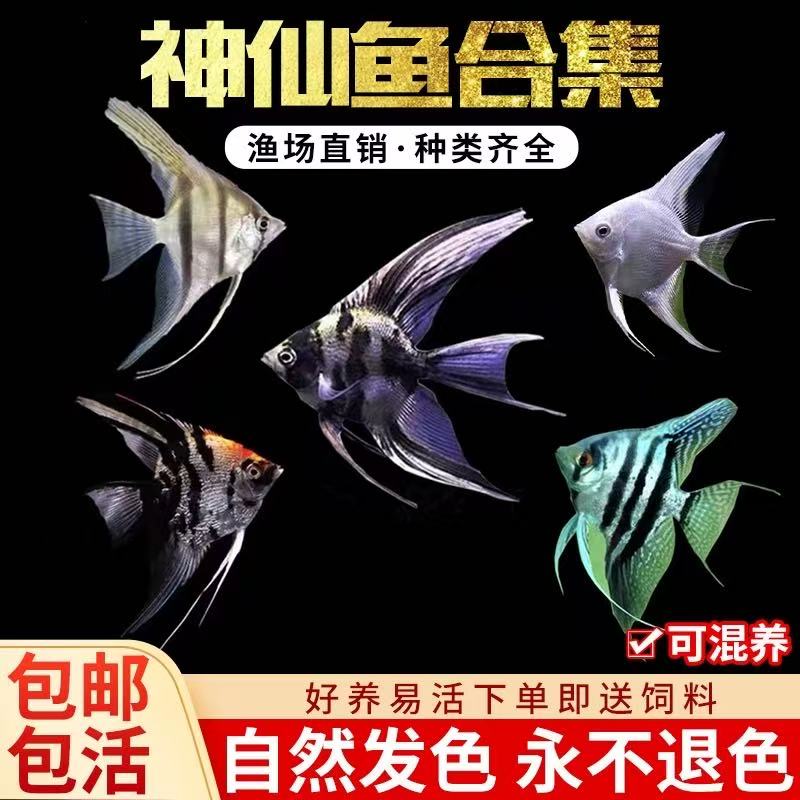 神仙鱼大型燕鱼秘鲁三色热带鱼活体观赏鱼小型鱼淡水七彩神仙鱼苗