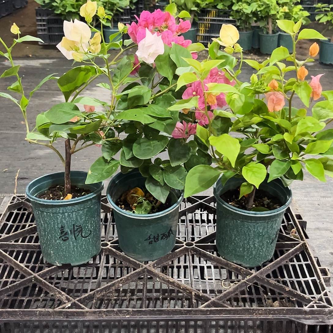 当前无花栽培后可以开花阿达喜悦，甜西瓜，波妹组合