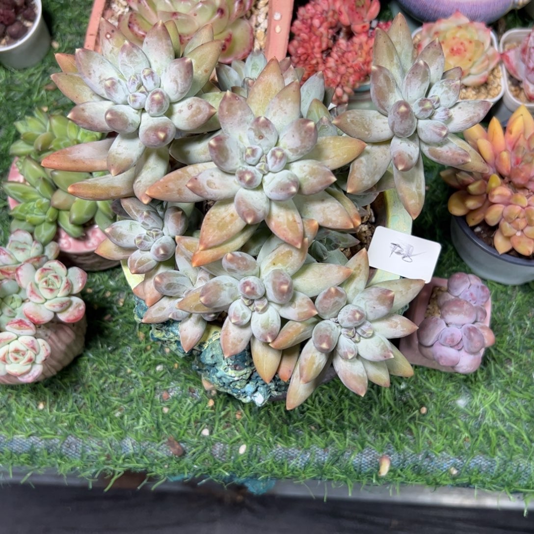 沫****128 多肉植物组合盆栽植物