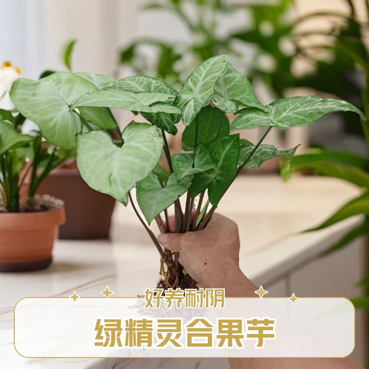 绿精灵合果芋盆栽室内桌面净化空气四季常绿好养活植物