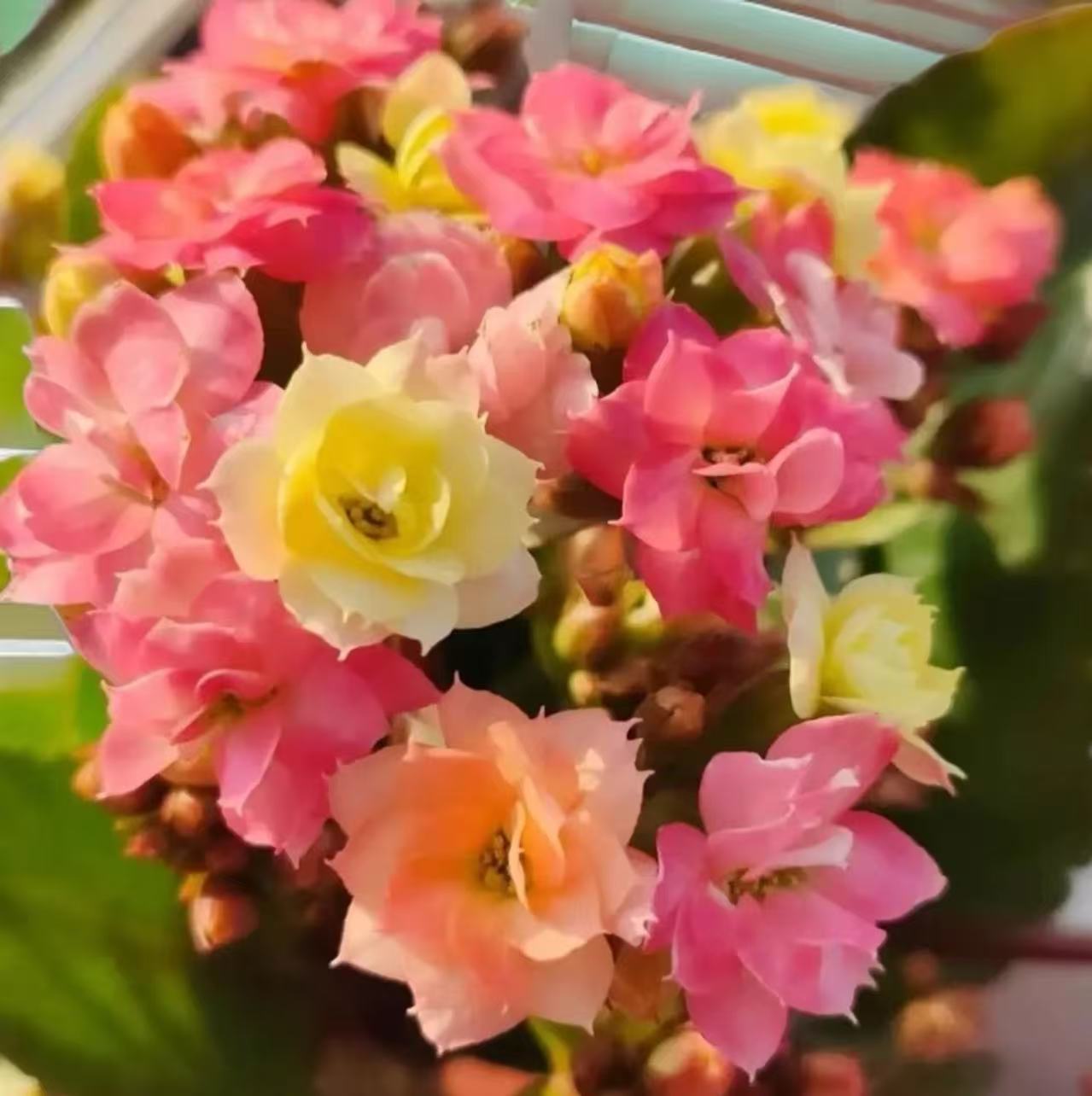 《外星人》130盆长寿花