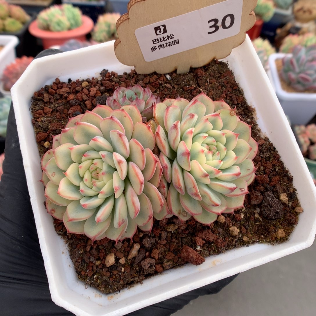 30 老桩姬莲锦多肉