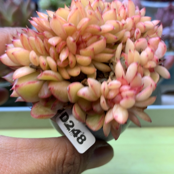 D248一物一拍带盆