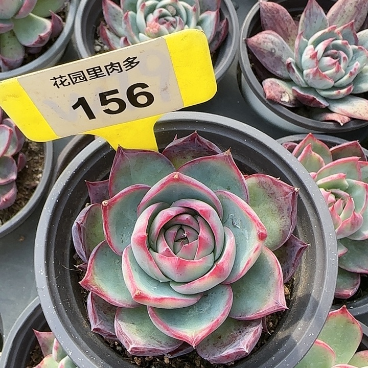 156 惊鸿仙子多肉植物6-9cm