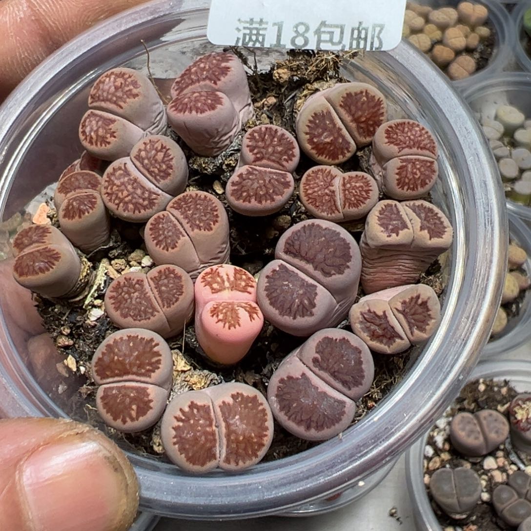 【闪购商品】 852。    