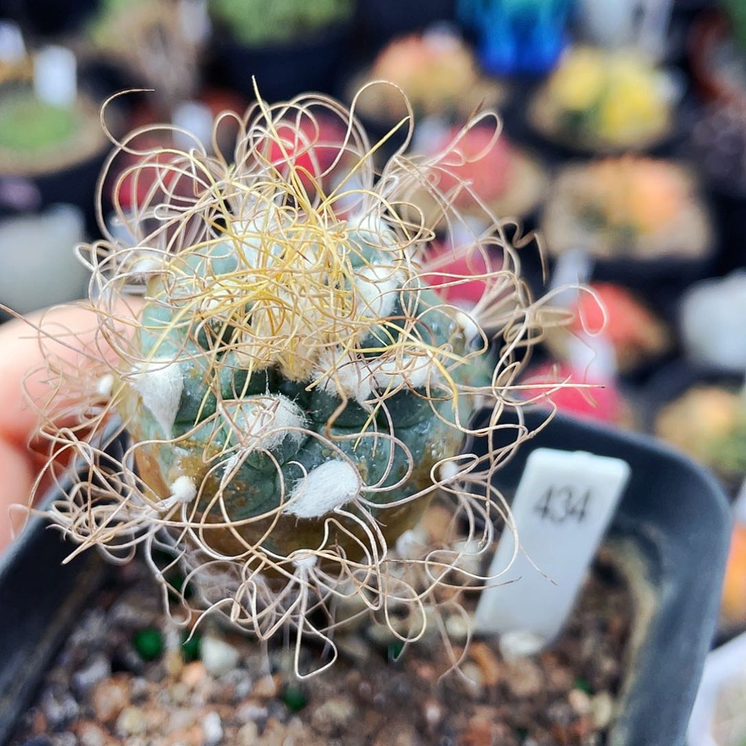 非偏远地区满25包邮仙人球