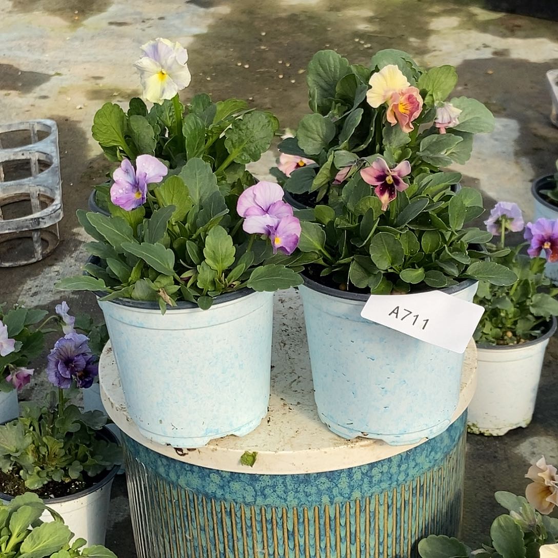 大部分花苞少量开放711