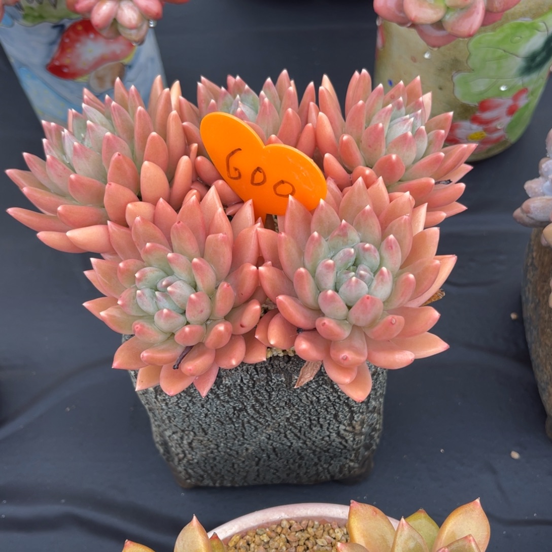 雨***步600号多肉植物一物一拍