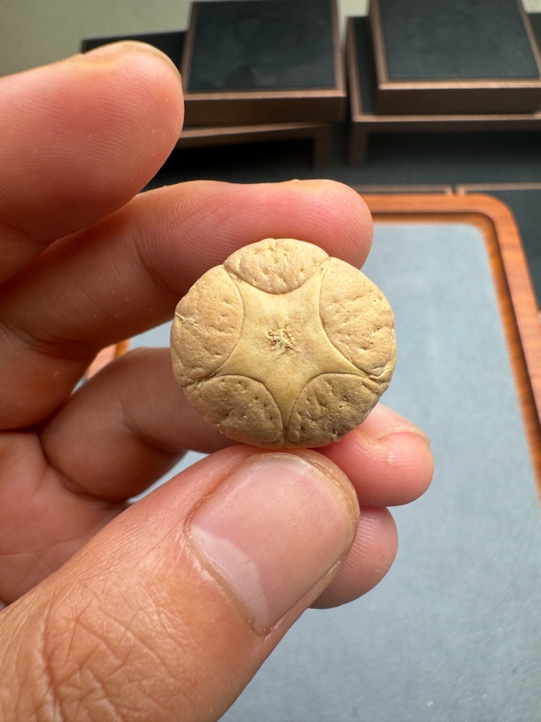 23+树王五星上将菩提凤眼手串三通佛头，非质量问题开孔不退