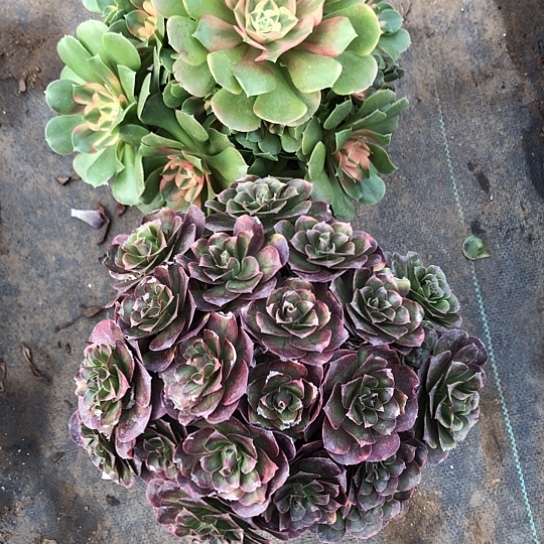 Q***Q无花朵香妃魅金法师多肉植物848号