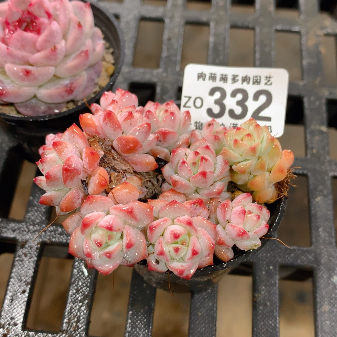 肉萌萌拇指盆精控多肉ZO332