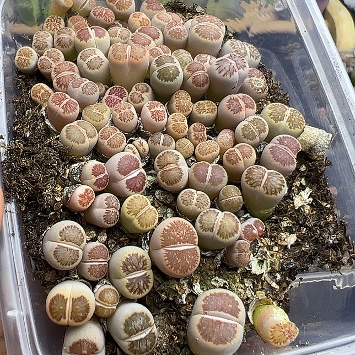 4632有几颗被咬了福利