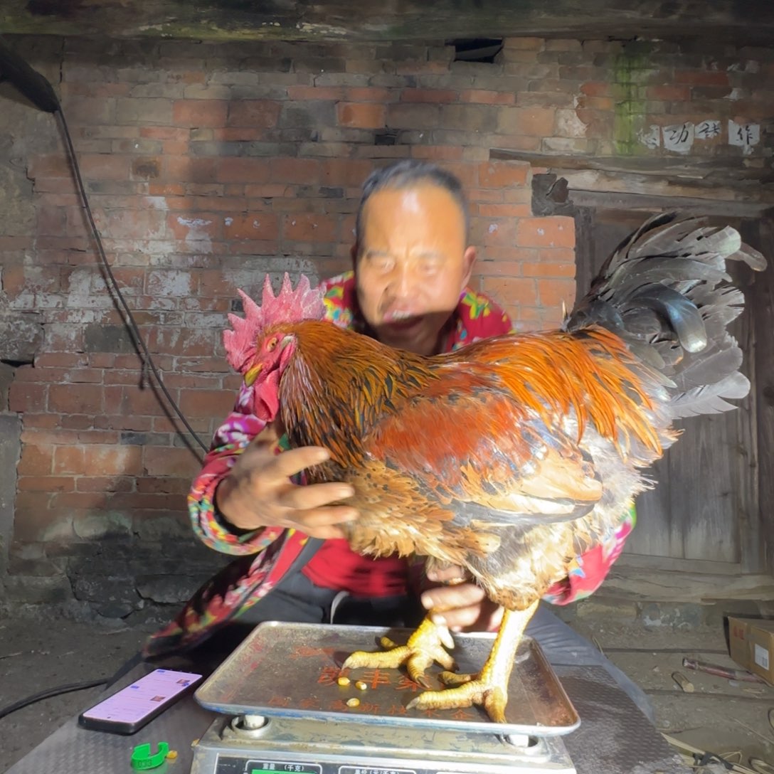 红瑶鸡033鸡z鸡鸡鸡又鸡