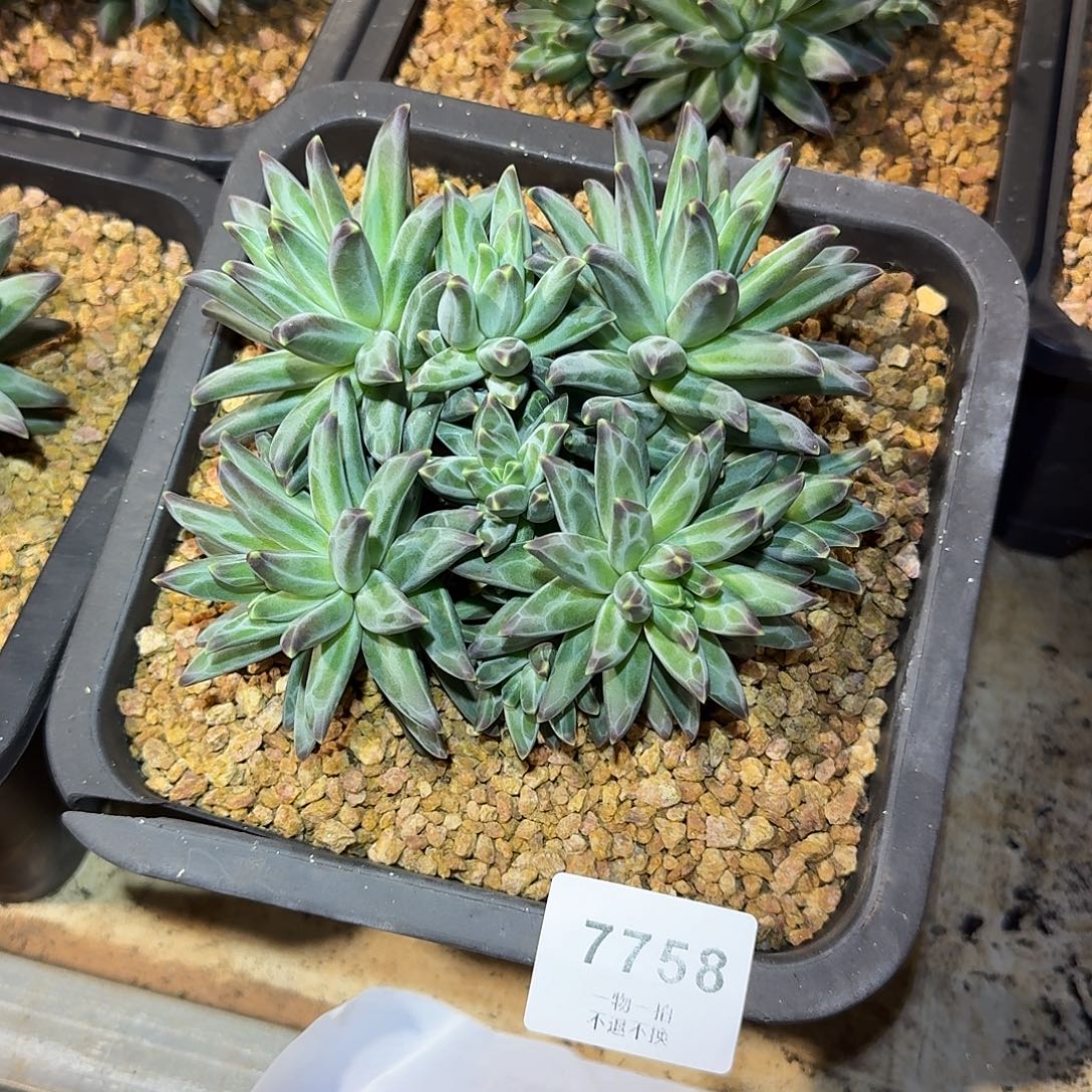 彬***灬7758号梵高美人多肉