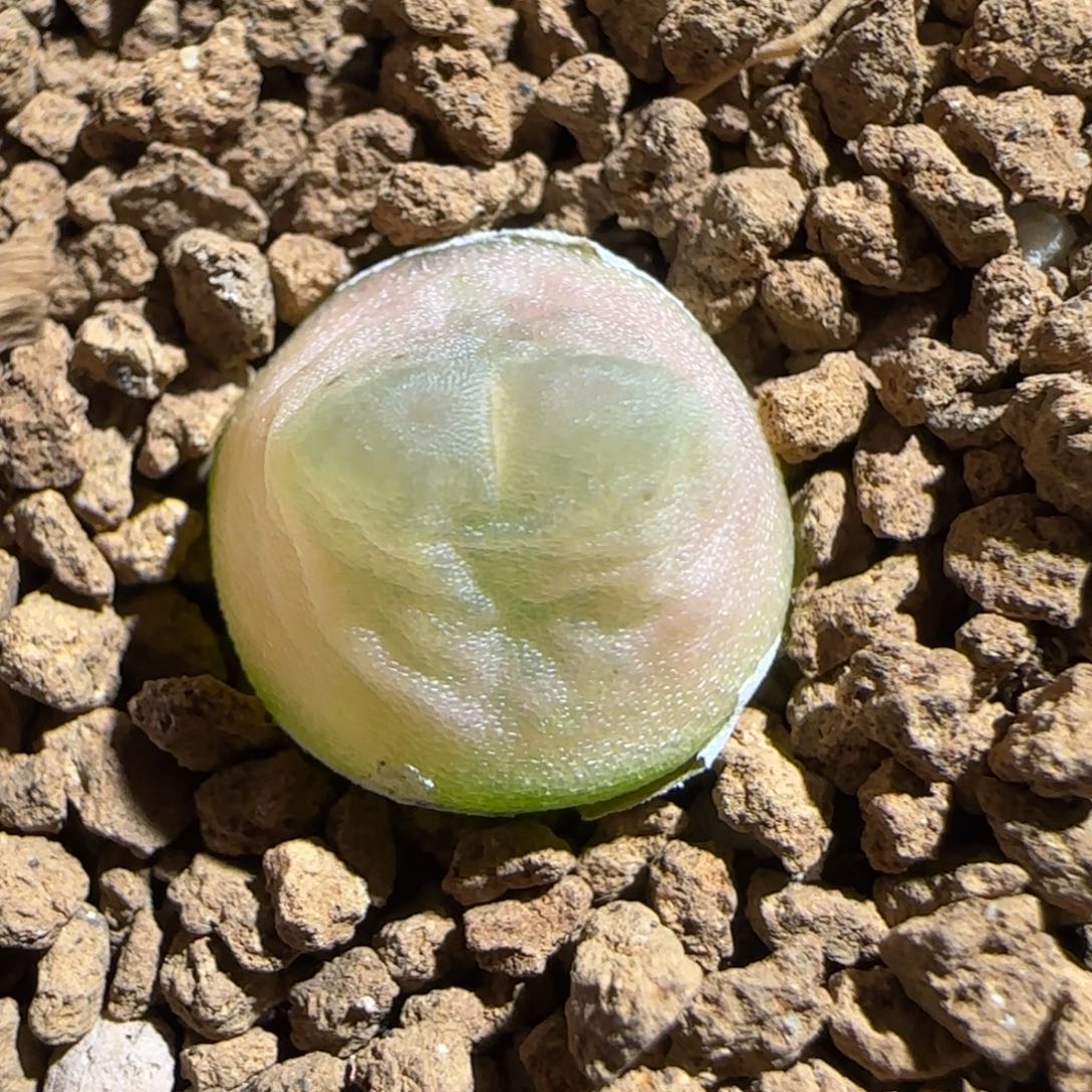 肉锥多肉植物组合-sh1200拉登608