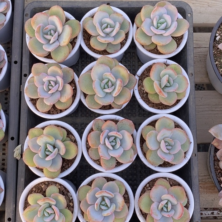 韩版奶茶10颗，8盆口。