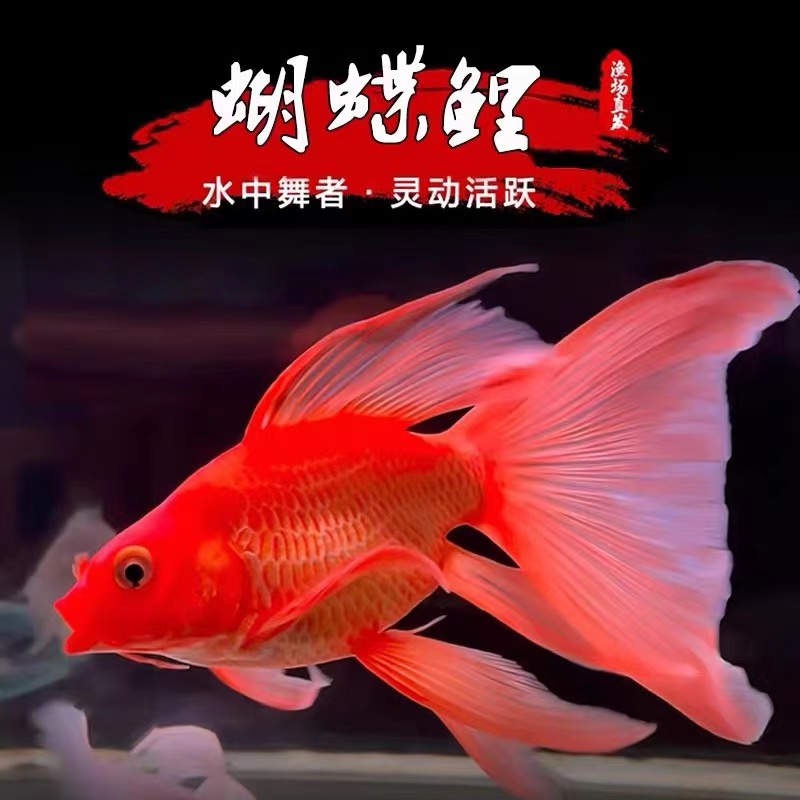 纯种蝴蝶鲤红色大鳍大尾好养耐活观赏鱼【包活】活体发货