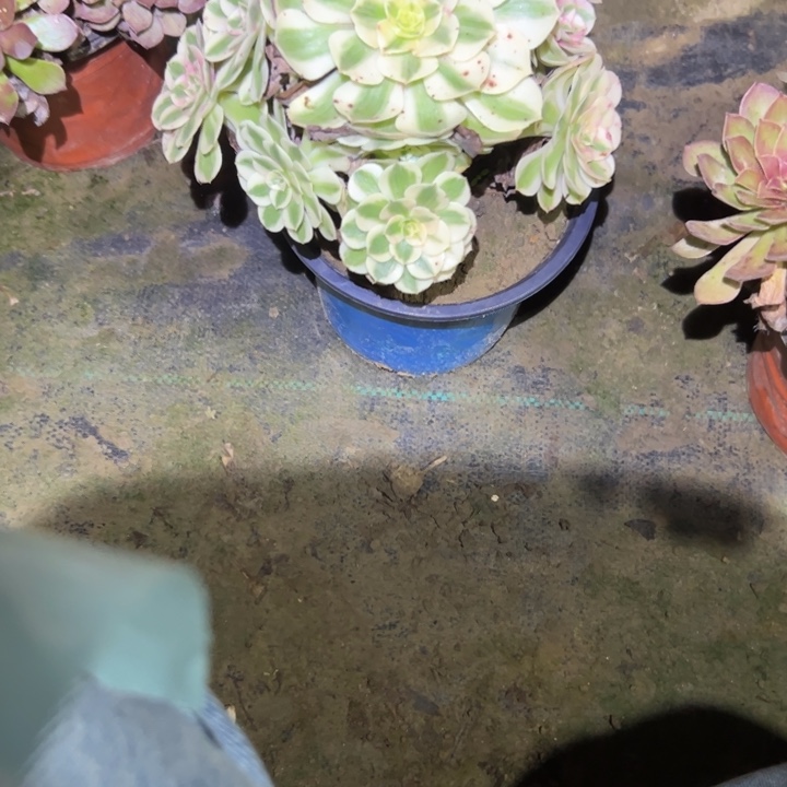 不包段枝一物一拍42