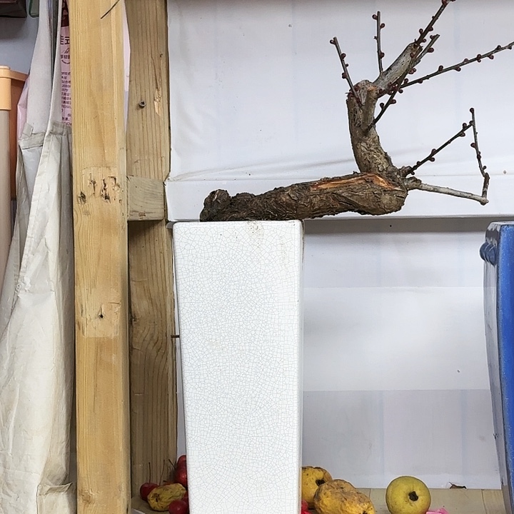 红陶金****景s f h j j m m m m