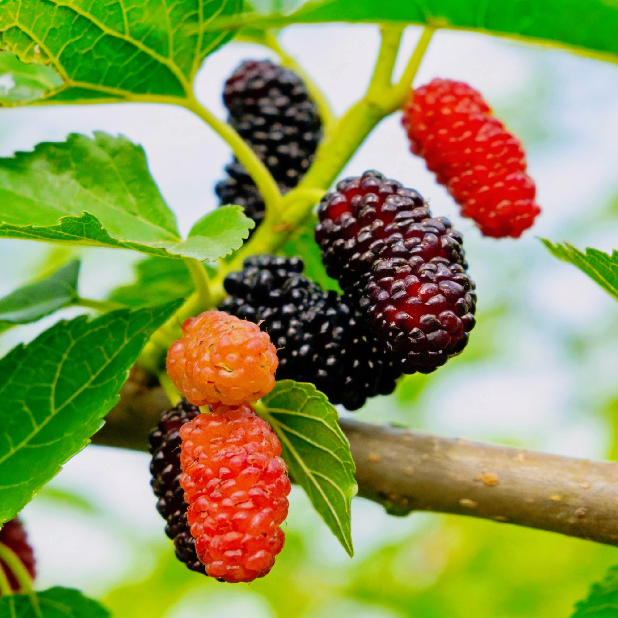 顺丰新鲜桑葚现摘现发鲜果黑桑葚酸甜可口可泡酒适合孕妇食用