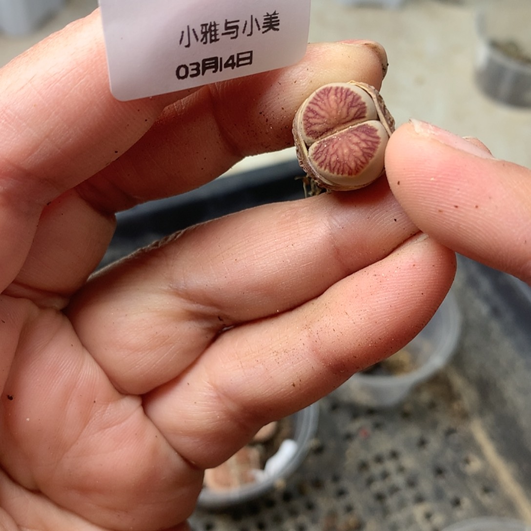 M328多肉植物保护研究所