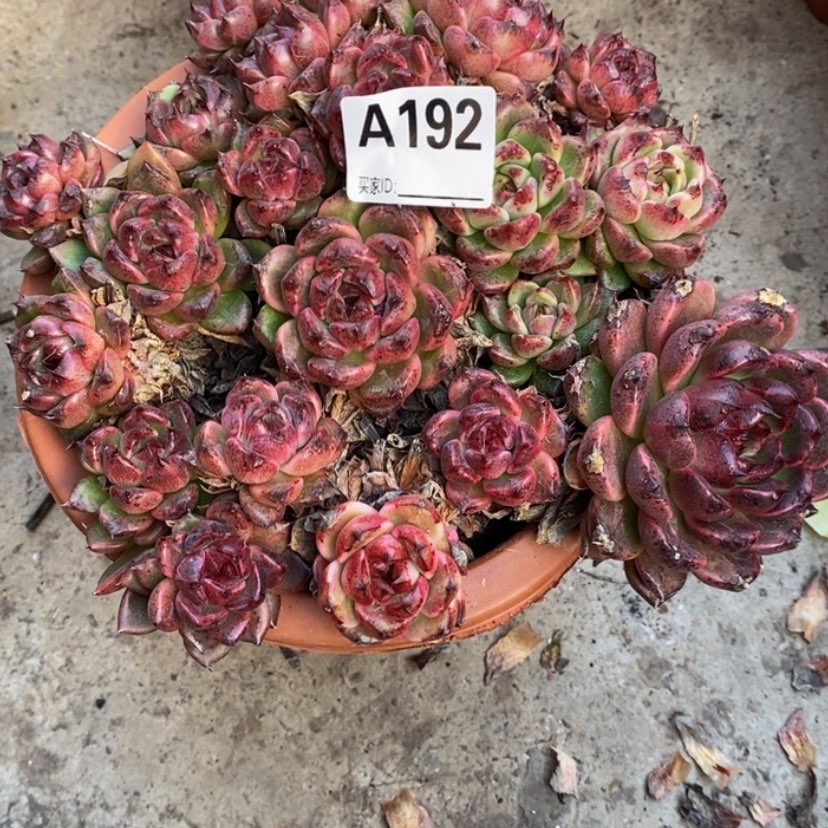 【闪购商品】一****?多肉植物的