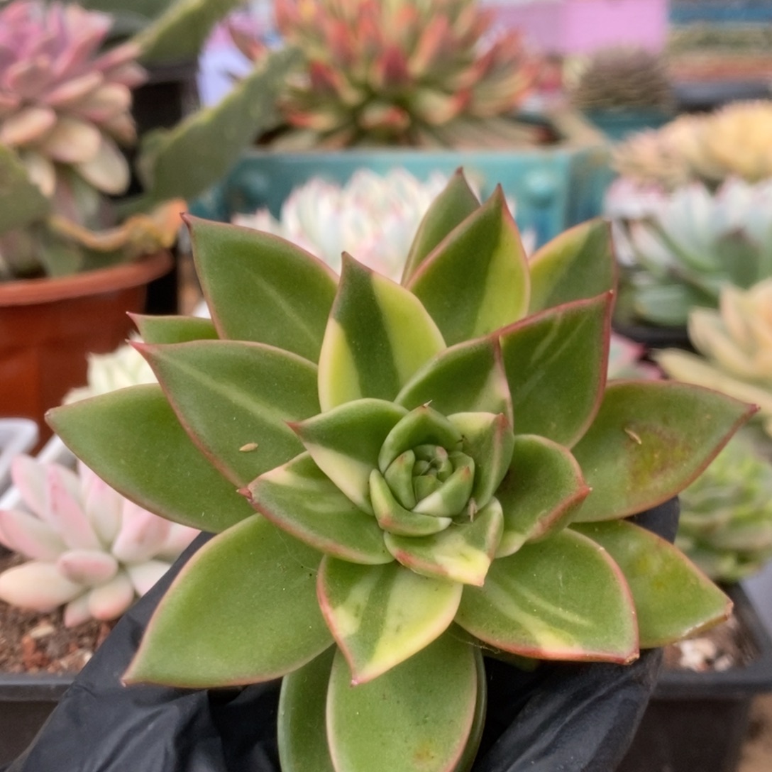 353藏宝图锦锦锦锦锦锦